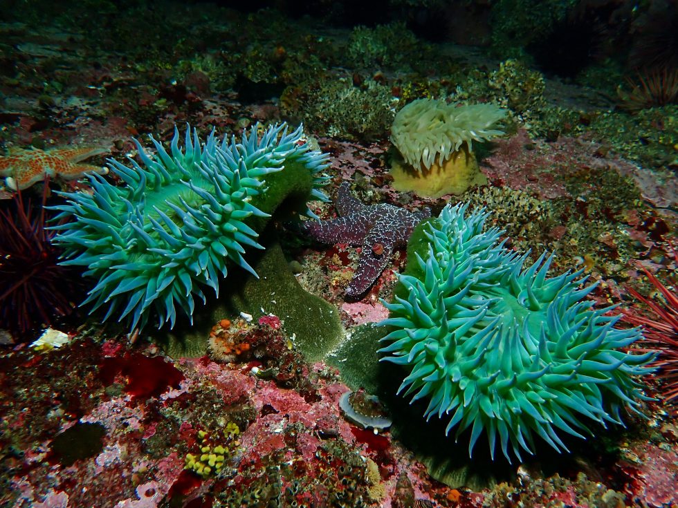 Pacificus Biological Services • Coastal Resource Management