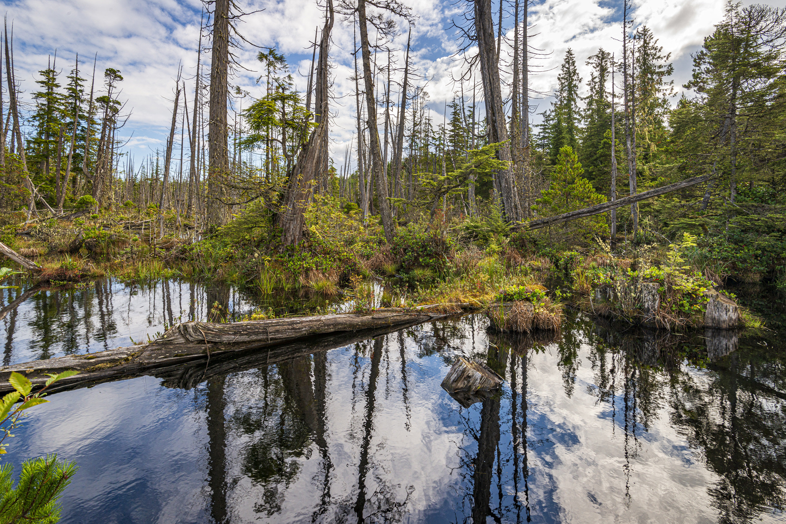 Northern Vancouver Island swamp and Cedars.