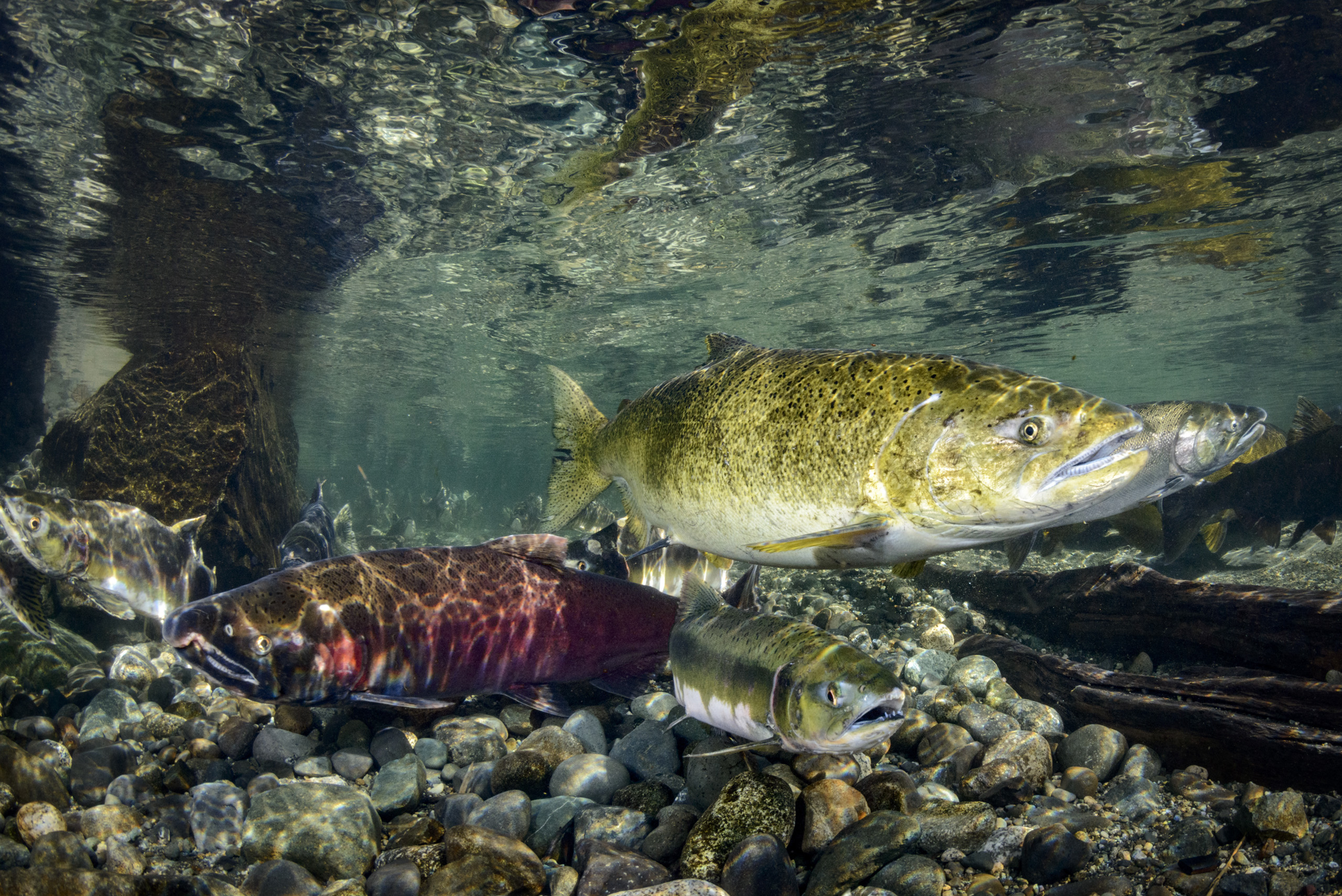 Chinook, Coho and Pink Salmon all together