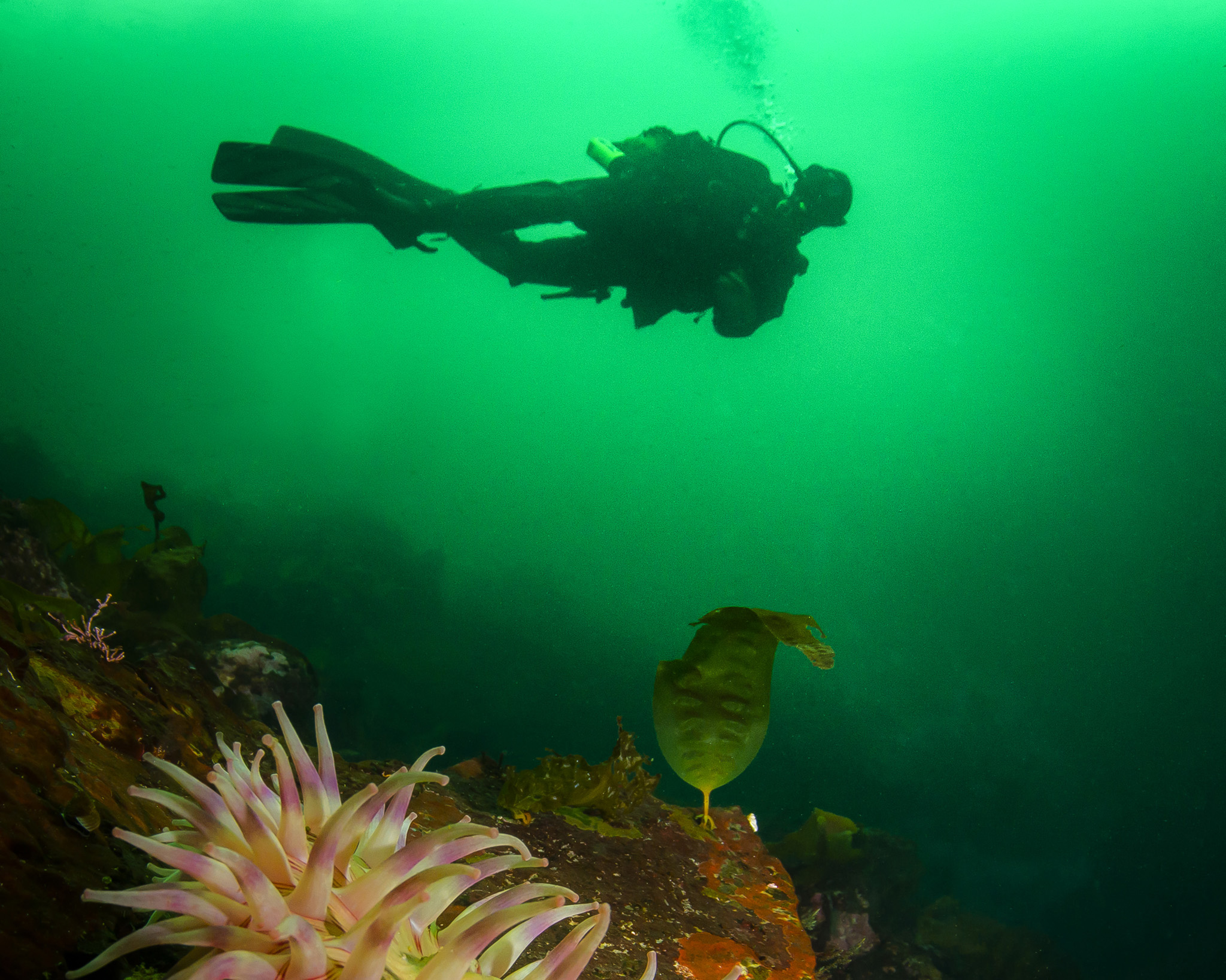 Diver over painted anemone in Emerald Sea, BC